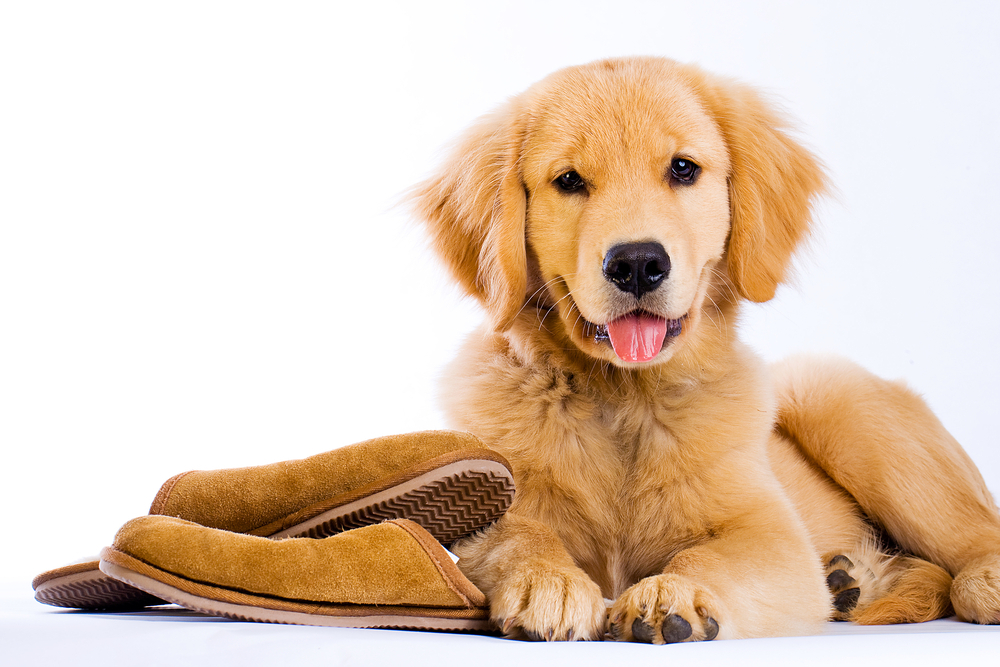 Pet Friendly Rentals How to Find the Perfect Home for You and Your Furry Friend